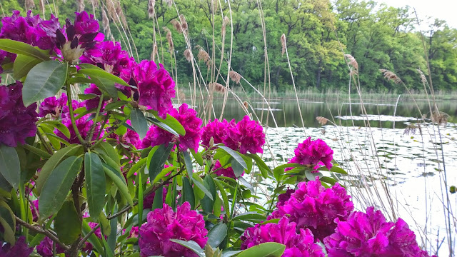 Rhododendren-Blüte Gartentage Schloßpark Dennenlohe (c) by Joachim Wenk Rhododendren-Blüte Gartentage Schloßpark Dennenlohe (c) by Joachim Wenk