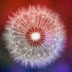 Flor Dandelion