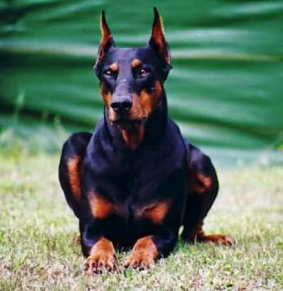 Most Dangerous Dogs Breeds in the world