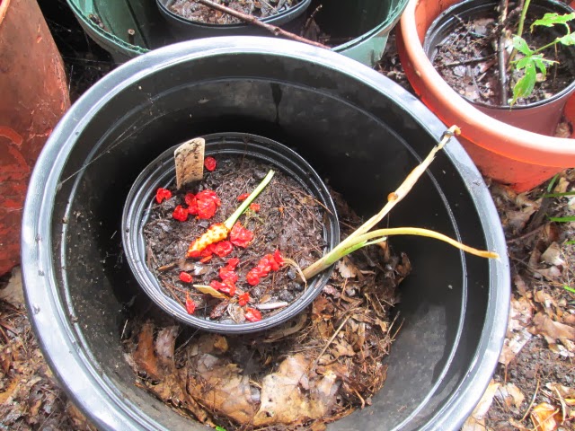 Nodding Onion Gardens: Growing Jack-in-the-Pulpits from Seed