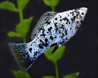 Ikan Molly Marbel