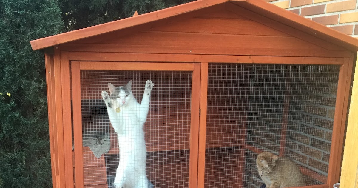 Las Cosas de Alma El Catio. Qué es y por qué lo he