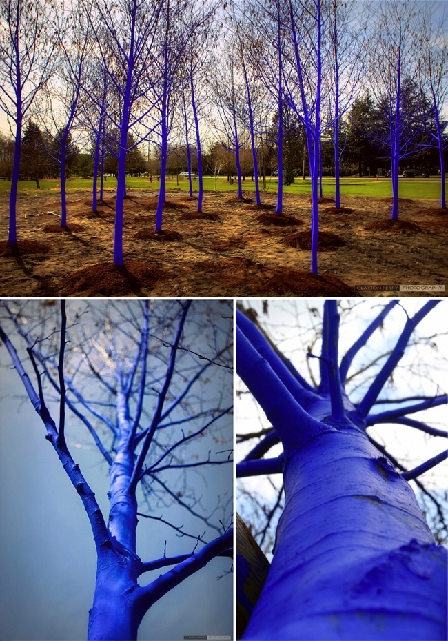 Можно ли стволы деревьев красить. Покрашенное дерево. Покрашенные стволы деревьев. Цветная побелка деревьев. Синее дерево.