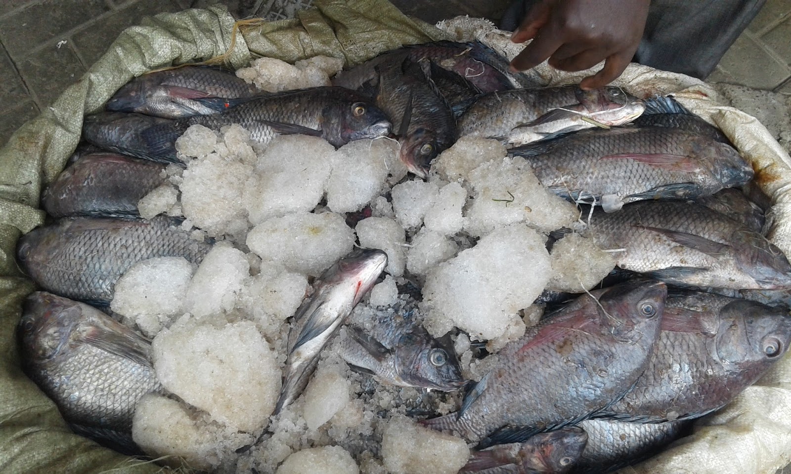 Let's Eat Fish (LEFi) The health benefits of eating white fish