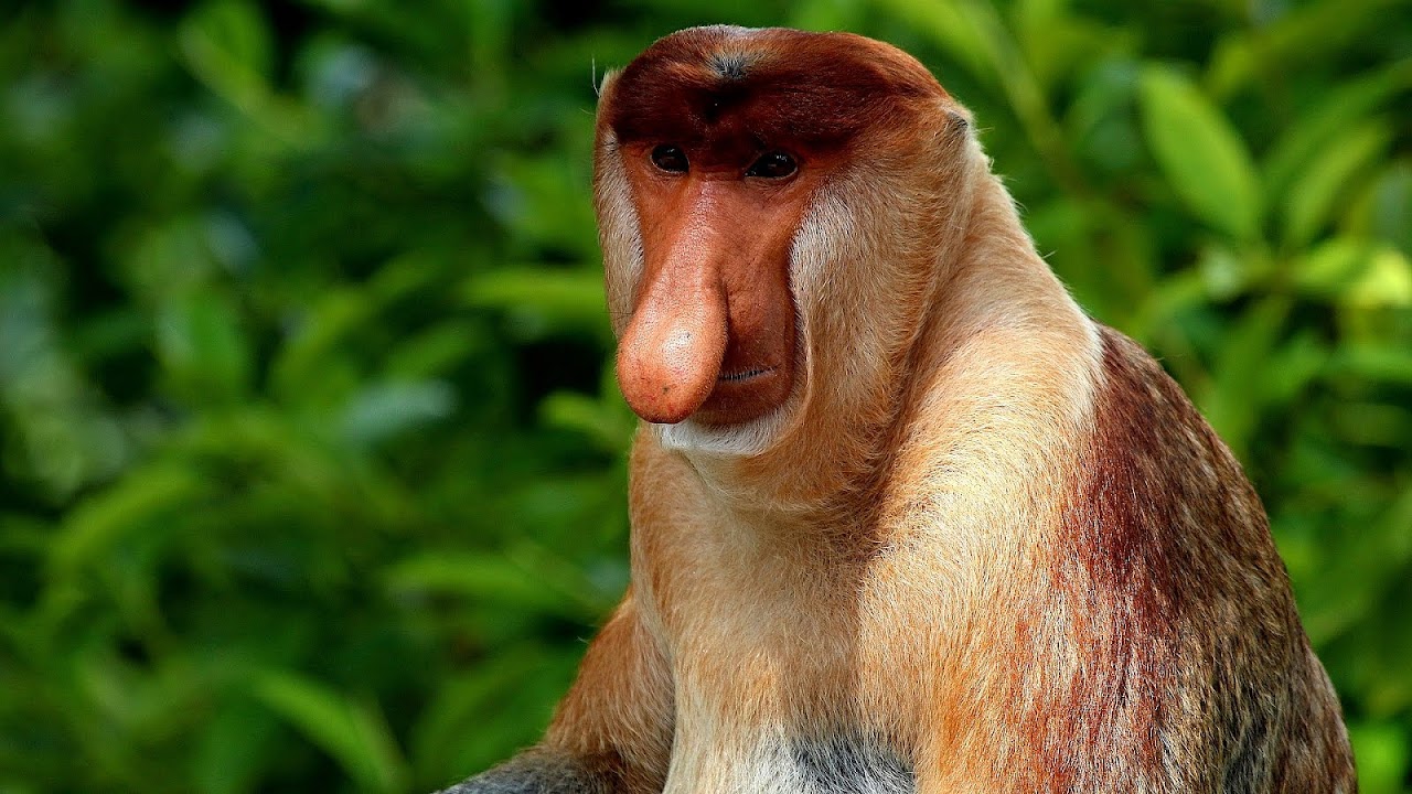 Cool Endangered Animals - Danger Choices