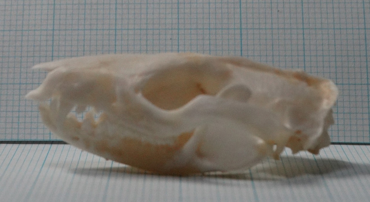 故有事 ピグミーポッサムの頭骨 The Skull Of Pygmy Possum