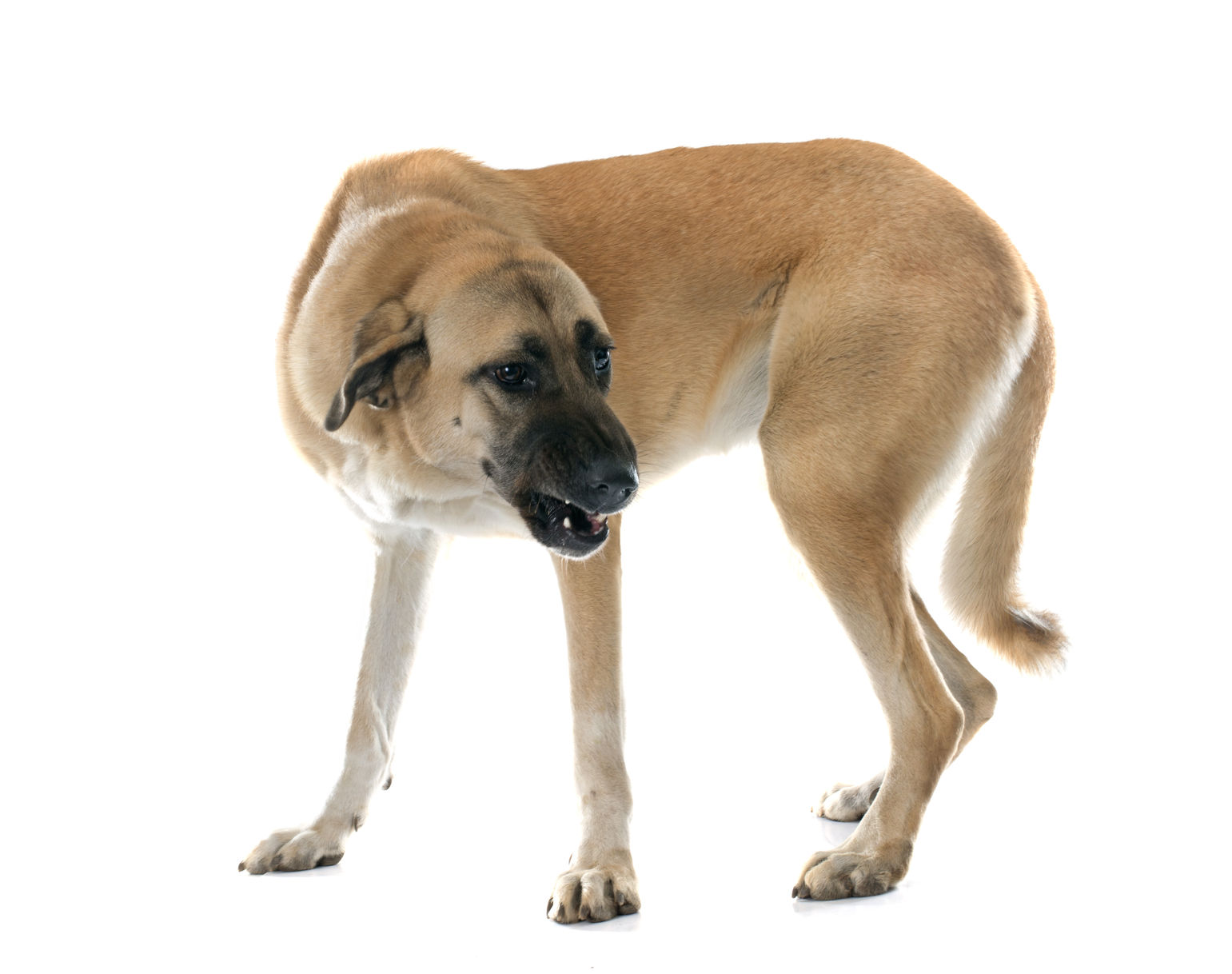 are anatolian shepherd dog hypoallergenic