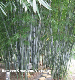 Bamboo plants melbourne - Bambusa chungii barbelletta