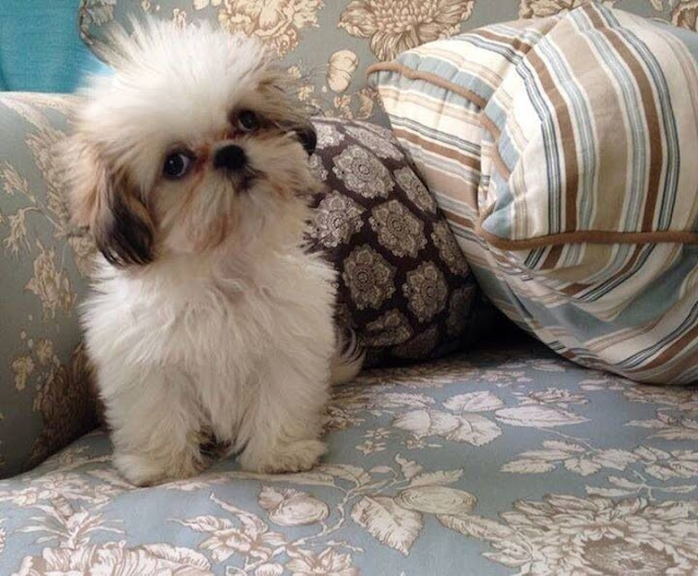9 coisas que seu shih tzu pensa que você nem imaginava