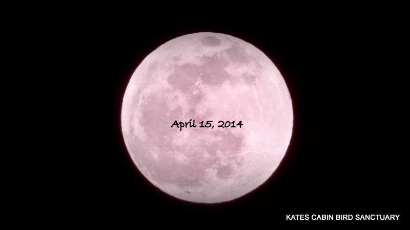 Katescabinbirdsanctuaryintexas Full Pink Moon Turns To Blood First Of All The April Full Moon Is Referred To As Pink In Farmer S Almanac You Will See Below Next