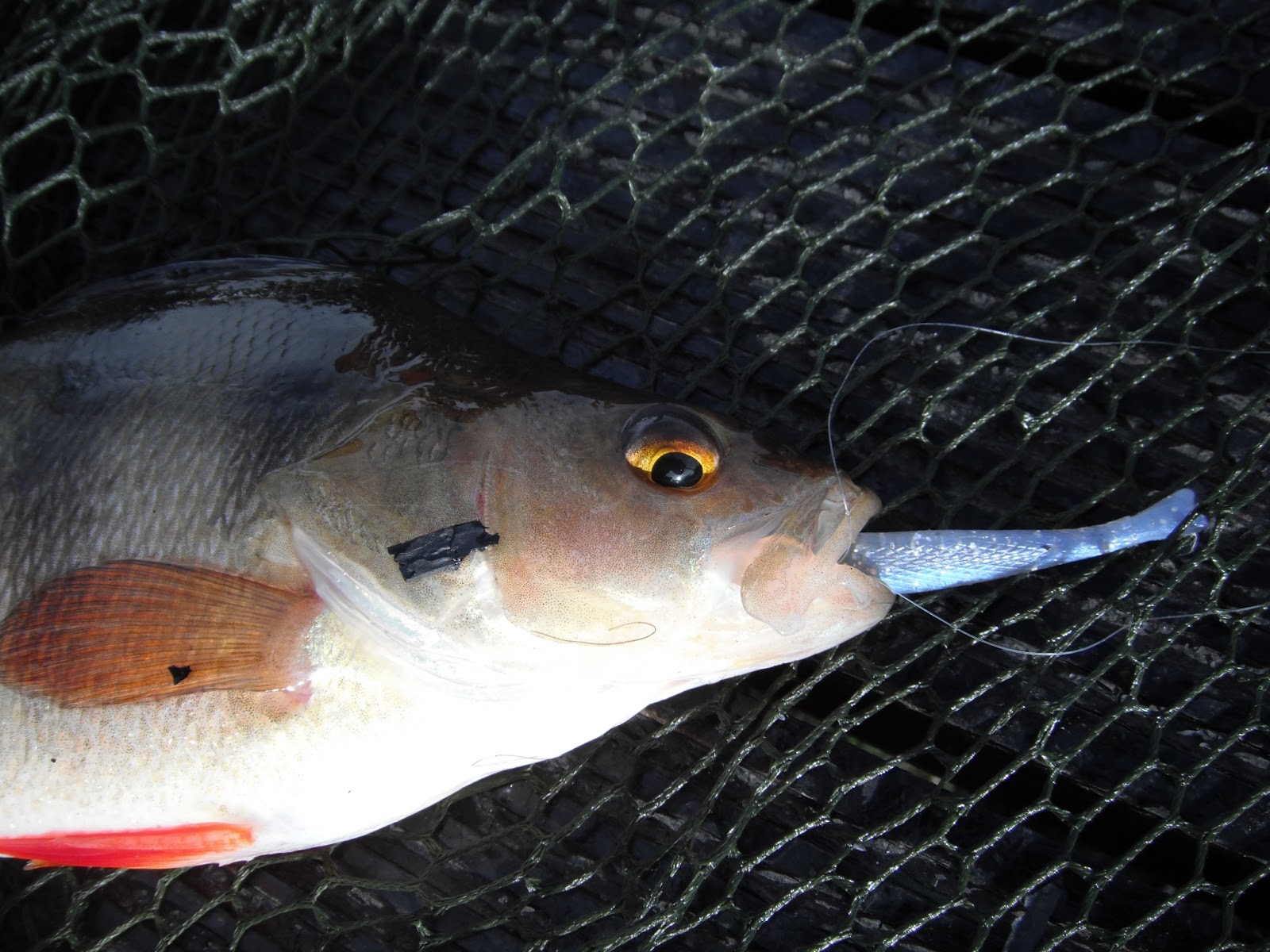South East Lure Angling A blustery day in January......