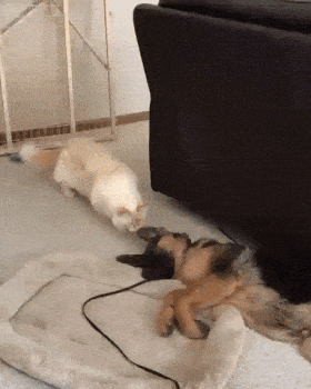 daily_gifdump_1510_23.gif