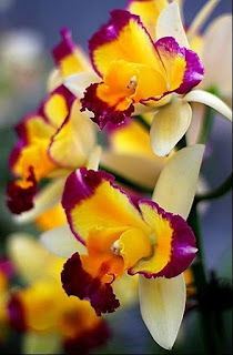 orquideas-amarilla-y-morada
