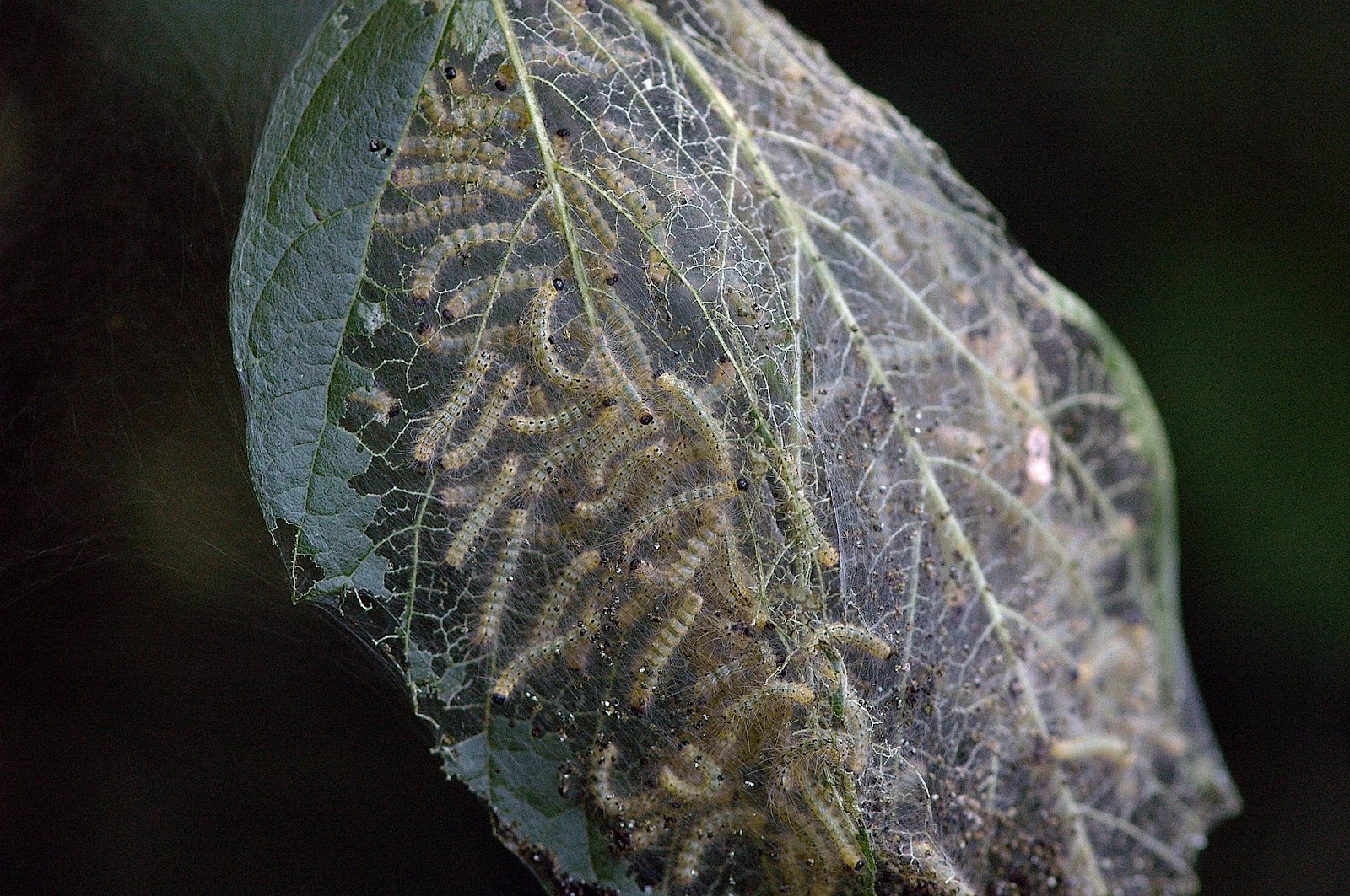 Field Biology in Southeastern Ohio Wetlands In August