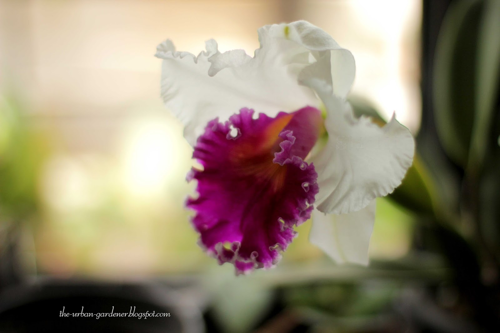 The Urban Gardener: Growing orchids in the city