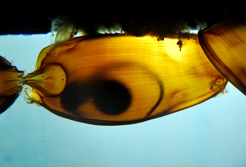Fishes Fin Whitespotted Bamboo Shark Egg
