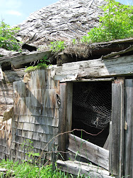 tylor camps maine coop chicken allagash kellys