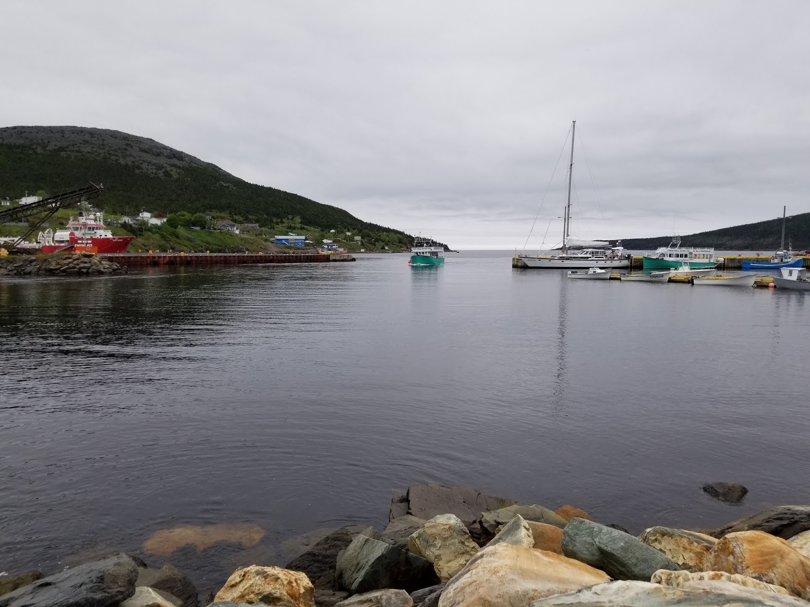 Birding Newfoundland Witless Bay Ecological Reserve