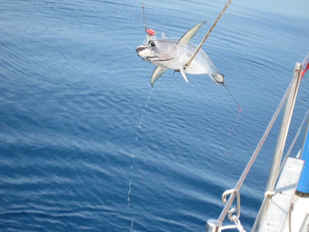 Råd Beskrivende Calibre Sejltur Blue Marlin: Australien og Indonesien - den 16. til 31. august 2012
