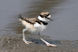 killdeer charadriiformes ru chick ornithology