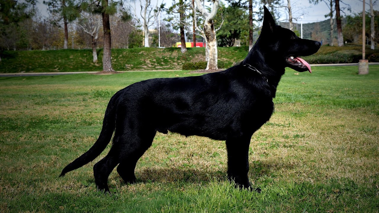 Dark Sable German Shepherd Puppies For Sale German Choices