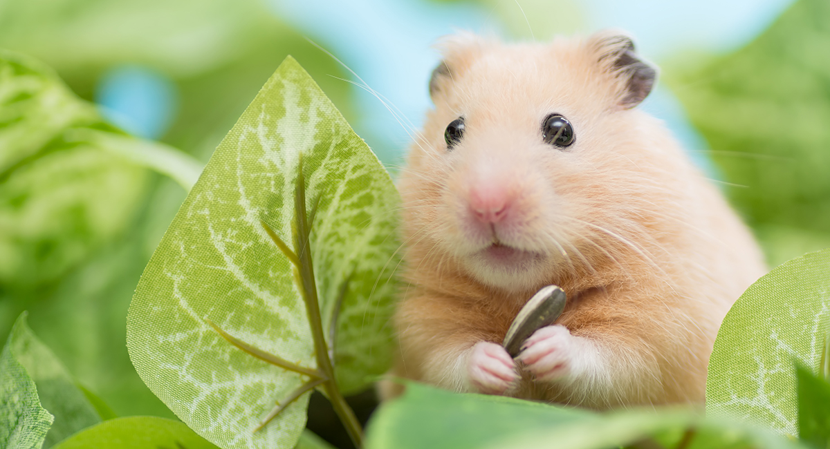 Vet Tips Keeping your hamster entertained
