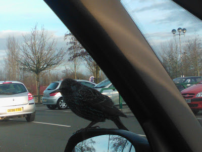 A Starling on my Wing Mirror