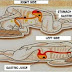 Important. Look What Happens In Your Body When You Sleep On Your Left Side