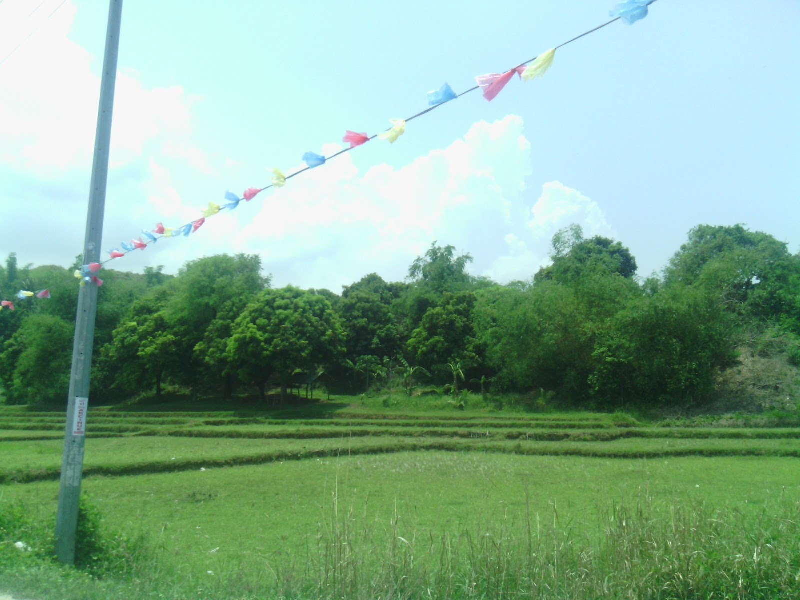 Pasig Best Properties Farm Lots For Sale Sual Pangasinan