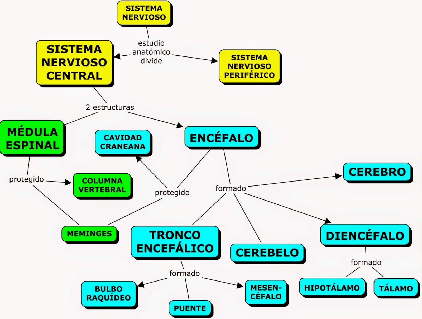 Mapa Conceptual De Sistema Nervioso Central Sistema Nervioso Central ...