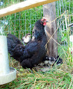 A Charmed Life: Black Javas--Doing My Part to Save an Endangered ...