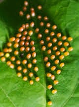 Informasi Teknologi Guru Prasekolah: kitaran hidup rama-rama