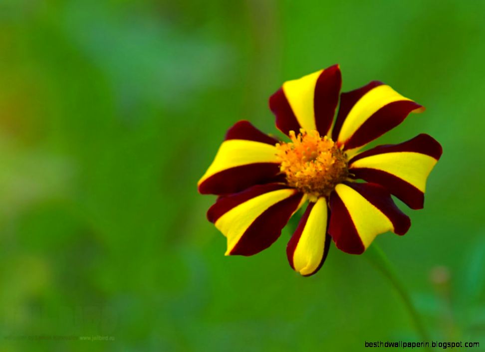 Early Flower Flower Wallpapers Free