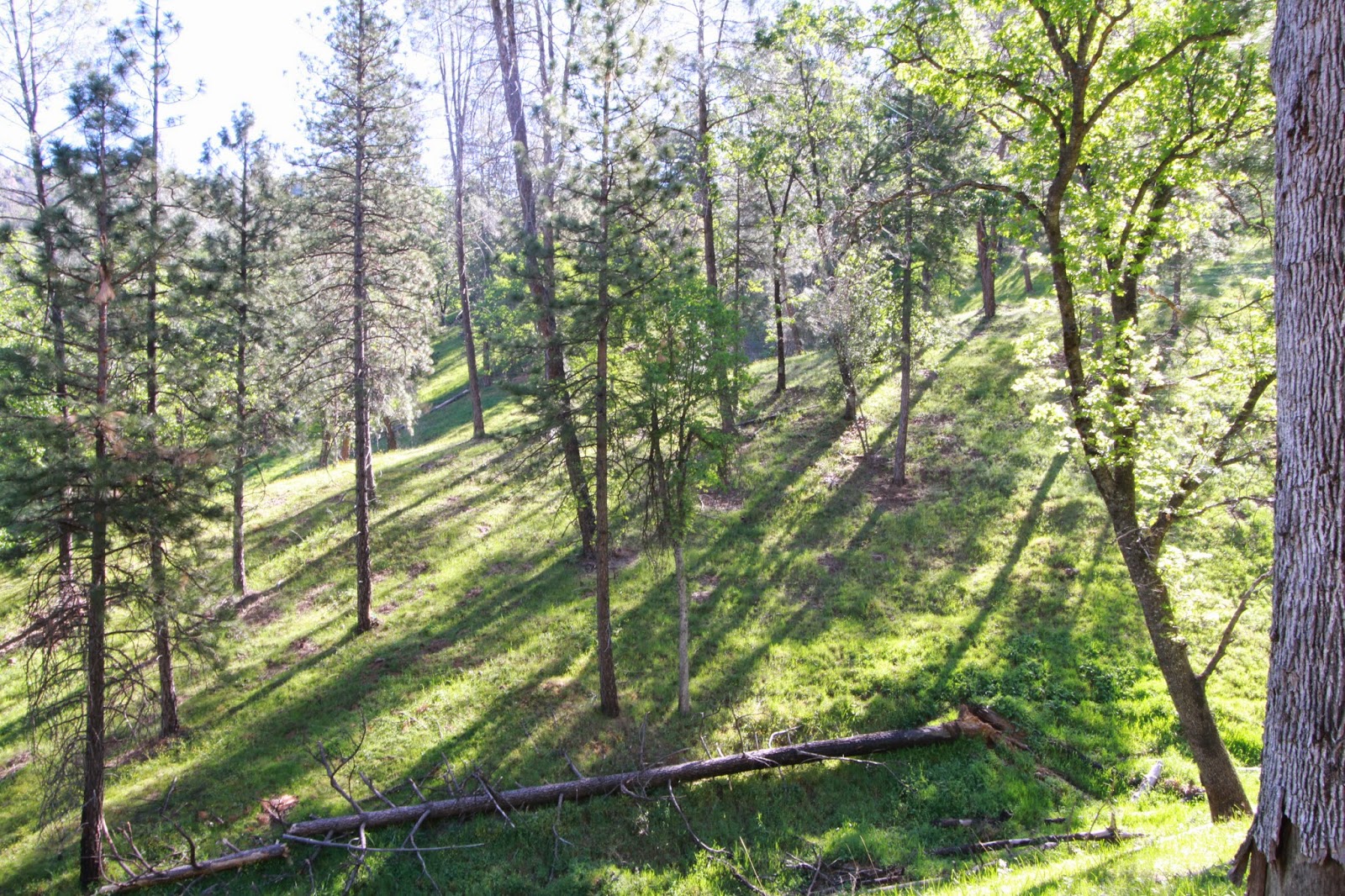 The Veater Ranch
