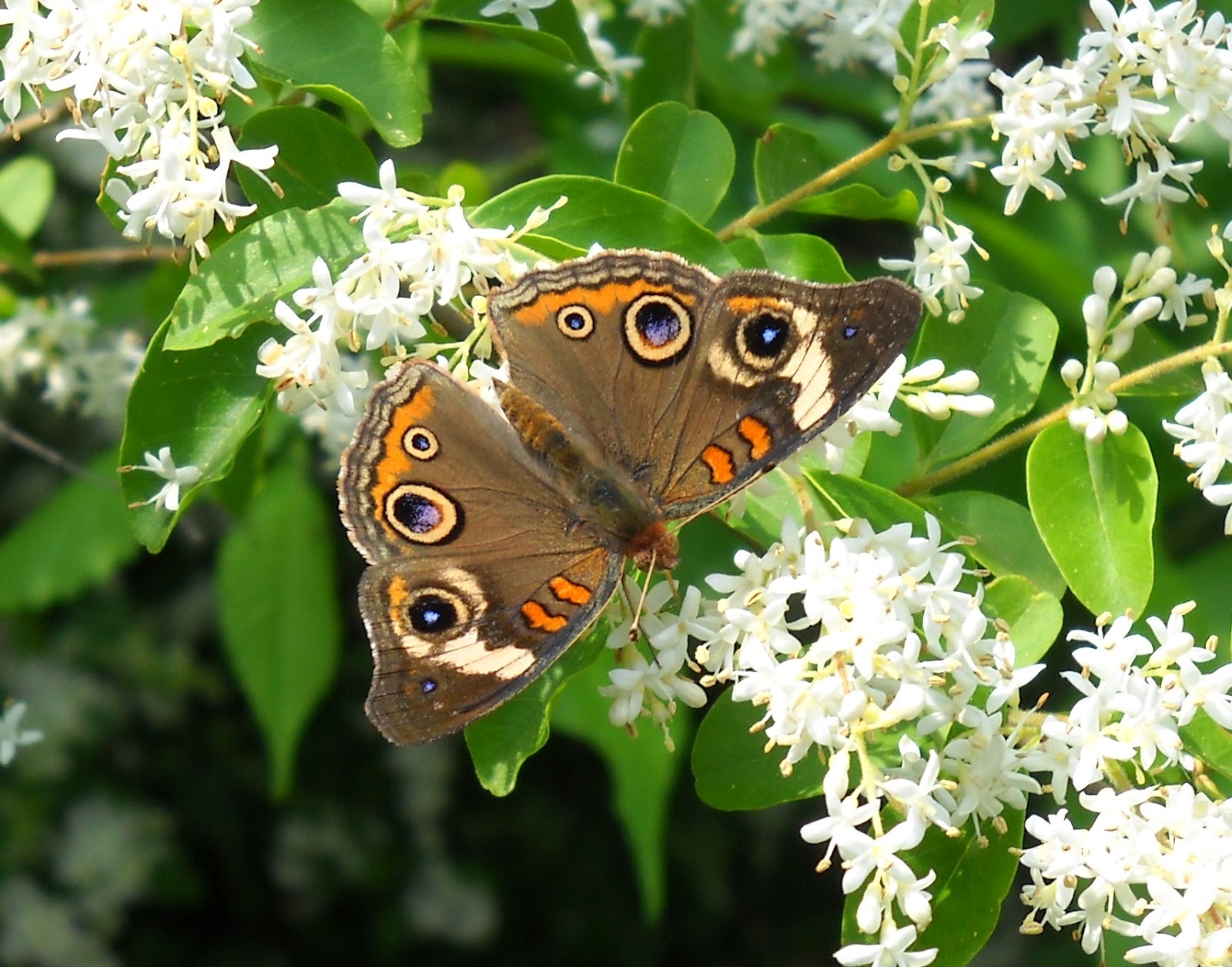 White Rock Lake, Dallas, Texas Spectacular Butterflies at White Rock