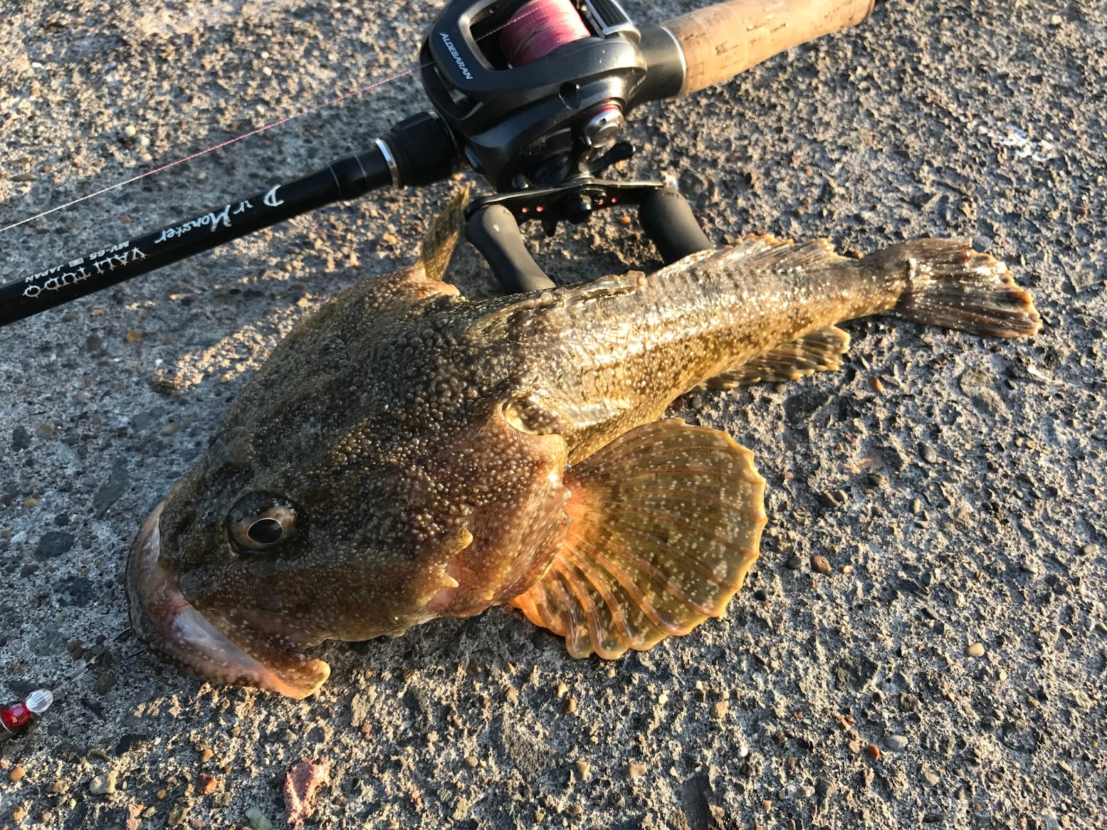 怪魚と世界の旅ノート 北の海を豊かに楽しむ カジカその１