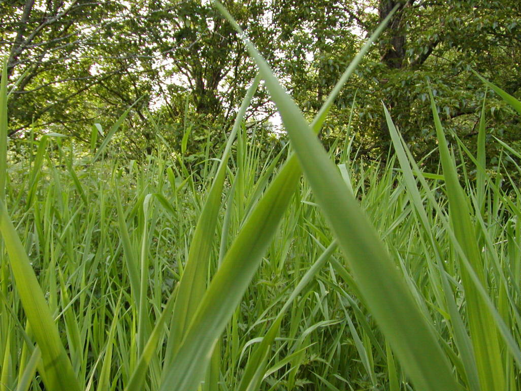 Глинисто дерновая земля. Астильба арендса в горшке. Дерновый газон. Чернозем суглинистый. Травянистый покров глинистая.