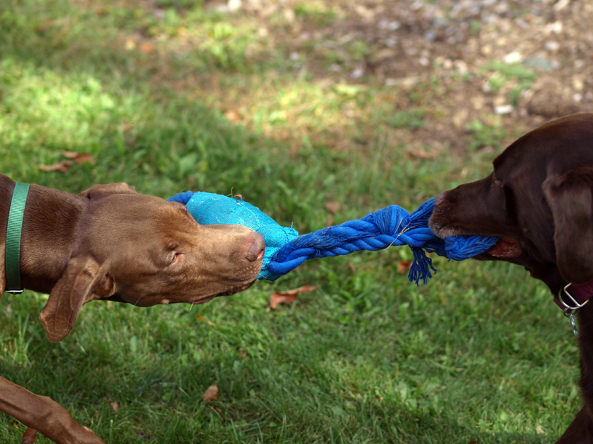 Clementine Good Dog.