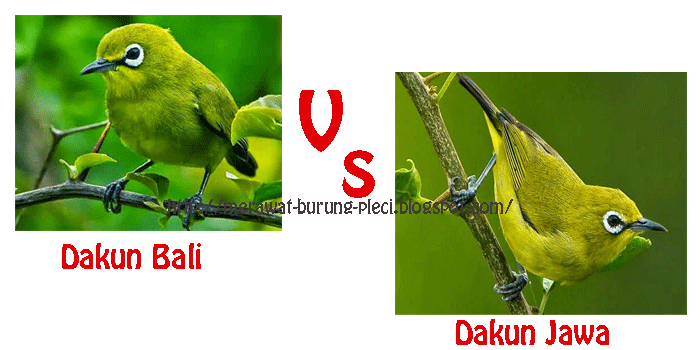 Perbedaan Daku Bali Vs Daku Jawa
