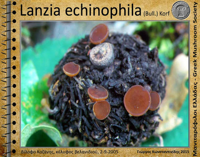 Lanzia echinophila (Bull.) Korf