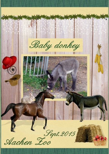 Feb.2016 - Baby Donkey