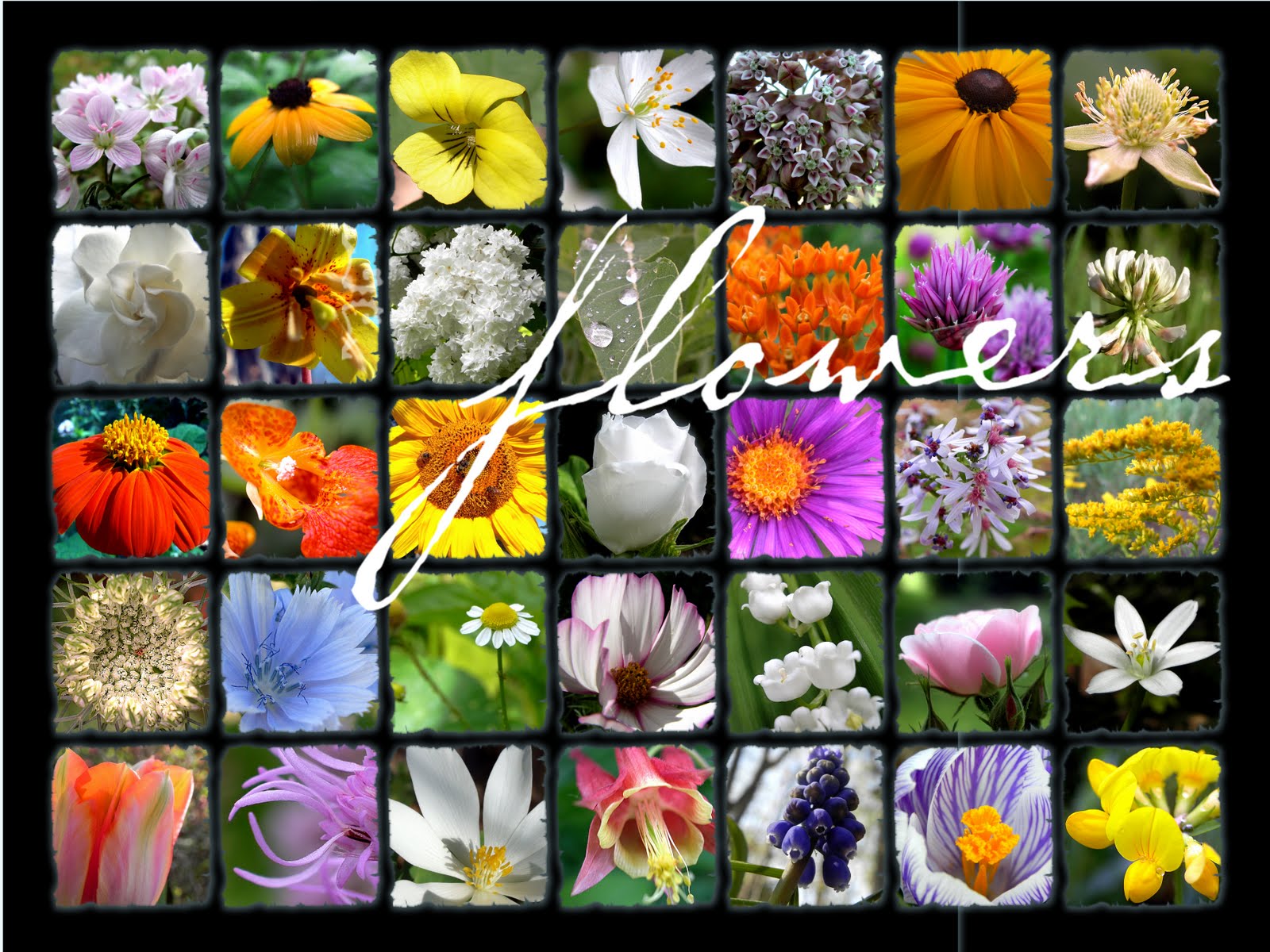 Power of the Flower Flower Posters...Joy!