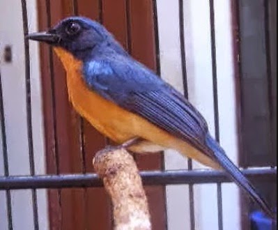 Seputar Dunia Harga Burung Tledekan Terbaru 2014