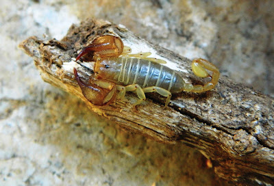 A new scorpion species from ancient Lycia