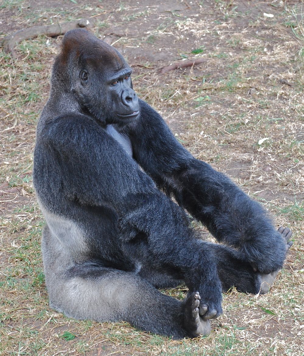 3. Gorilla Yoga