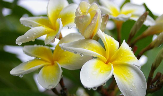 TANAMAN HIAS 21 CONTOH TANAMAN HIAS BUNGA YANG COCOK