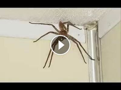 spider biggest huntsman giant viral lets go