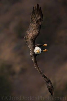 eagle images