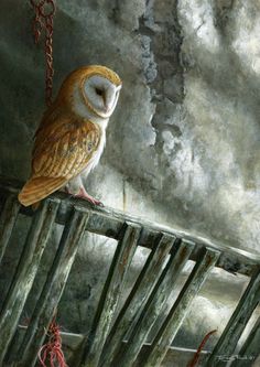 owl images