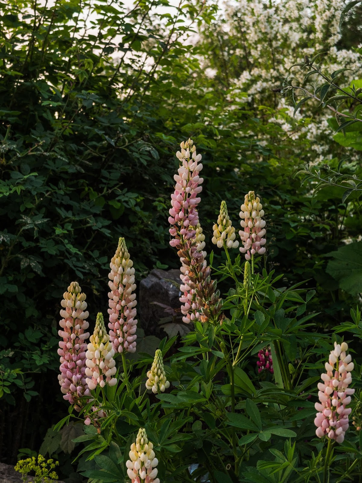 Light pink lupine flowers with a rose bush behind them.